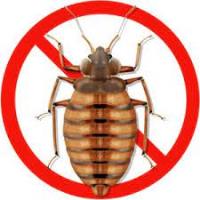 Goode Bed Bug Control Brisbane image 9